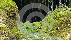 Spring water dribbles on moss