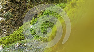 Spring water dribbles on moss