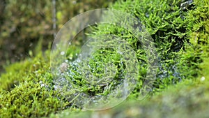 Spring water dribbles on moss in slow motion
