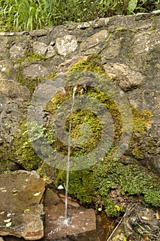 Spring water jet with moss covering the rocks