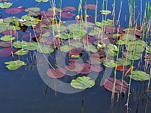 Spring water lilies.