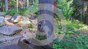 Spring water passing through the alive tree near the town of Borovets. Bulgaria third frame.