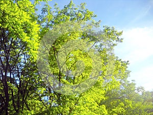 Spring waterfall of colors and sunlight