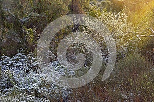 Spring weather. Snow on the green grass and a flowering white bush in the morning sun