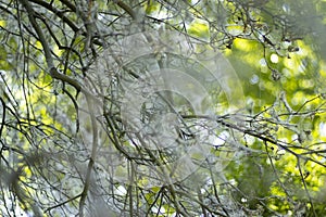 Spring web on tree