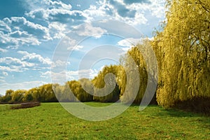 Spring weeping willow trees in park. Spring background. Copy space
