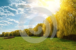 Spring weeping willow trees with sunlight rays in park. Spring background. Copy space