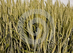 Spring wheat background close