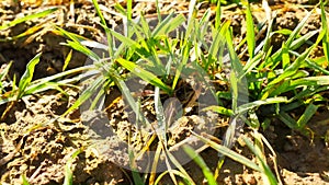 Spring wheat field, small young plants moving in the wind. Moved wheat leaves by irregular breeze, spring in agriculture