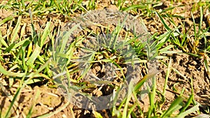 Spring wheat field, small young plants moving in the wind. Moved wheat leaves by irregular breeze, spring in agriculture