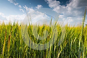 Spring wheats field with clouds on blue sky