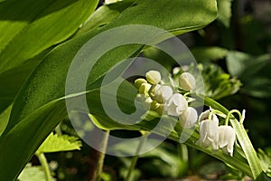Spring white bell shaped flower cluster and broad leaves of scenty but poisonous Lily Of The Valley plant photo