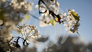 Spring white blossom of cherry tree, California, USA. Delicate tender sakura flowers of pear, apple or apricot