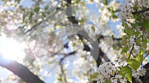 Spring white blossom of cherry tree, California, USA. Delicate tender sakura flowers of pear, apple or apricot