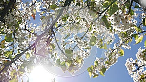 Spring white blossom of cherry tree, California, USA. Delicate tender sakura flowers of pear, apple or apricot