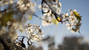 Spring white blossom of cherry tree, California, USA. Delicate tender sakura flowers of pear, apple or apricot