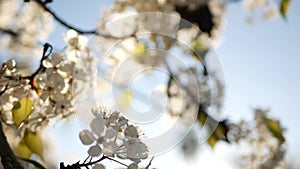 Spring white blossom of cherry tree, California, USA. Delicate tender sakura flowers of pear, apple or apricot