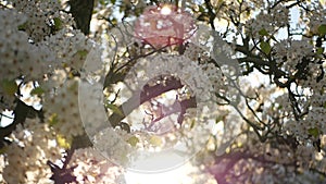 Spring white blossom of cherry tree, California, USA. Delicate tender sakura flowers of pear, apple or apricot