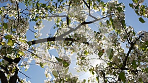 Spring white blossom of cherry tree, California, USA. Delicate tender sakura flowers of pear, apple or apricot