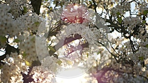 Spring white blossom of cherry tree, California, USA. Delicate tender sakura flowers of pear, apple or apricot