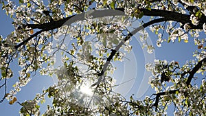 Spring white blossom of cherry tree, California, USA. Delicate tender sakura flowers of pear, apple or apricot