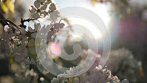 Spring white blossom of cherry tree, California, USA. Delicate tender sakura flowers of pear, apple or apricot