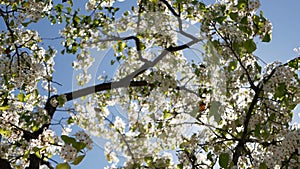 Spring white blossom of cherry tree, California, USA. Delicate tender sakura flowers of pear, apple or apricot