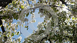 Spring white blossom of cherry tree, California, USA. Delicate tender sakura flowers of pear, apple or apricot