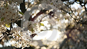 Spring white blossom of cherry tree, California, USA. Delicate tender sakura flowers of pear, apple or apricot