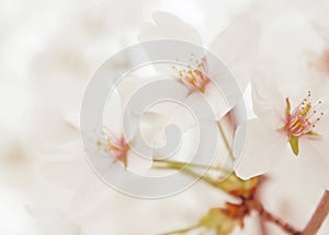 Spring white blossom flower close up