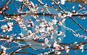 Spring white blossom tree
