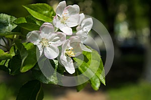 Spring white blossoms. Flowering apple tree branch in the garden. Selective focus