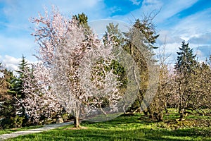 Spring White Cherry Blossoms 4