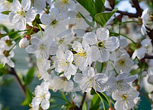 spring white cherry flowers photo