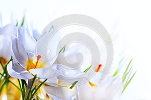 Spring White crocus Flowers on white background photo