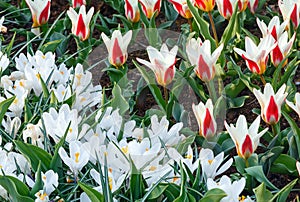 Spring white crocuses and white-red tulips (macro)