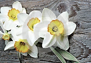 Spring White Daffodils