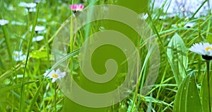 spring, white daisy flower field meadow, field of white daisies waving with bottom view point, concept of spring coming nature,