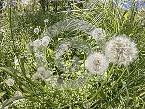 Spring white down of dandelions in green grass