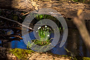 Spring white flower of Bledule - Leucojum vernum with green leaves in wild nature in floodplain forest. Spring flower