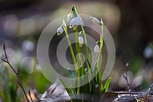 Spring white flower of Bledule - Leucojum vernum with green leaves in wild nature in floodplain forest. Spring flower
