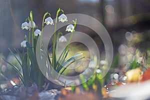 Spring white flower of Bledule - Leucojum vernum with green leaves in wild nature in floodplain forest. Spring flower