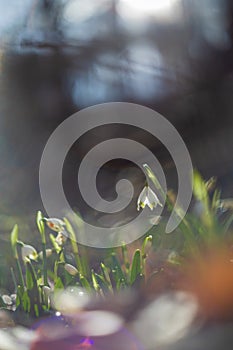 Spring white flower of Bledule - Leucojum vernum with green leaves in wild nature in floodplain forest. Spring flower