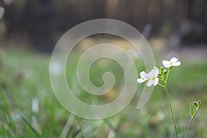 Spring white flower in the meadow in the forest