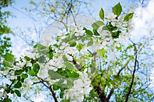 Spring white flowering branch of apple tree on background of blue sky.