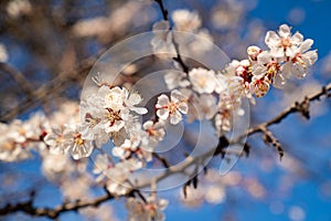 Spring white flowering branch of apricot tree.