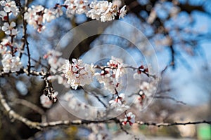 Spring white flowering branch of an apricot tree.