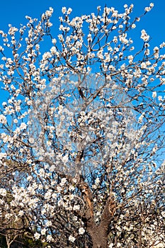 Spring white flowers of almond tree