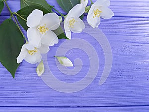 Spring white flowers on a blue wooden background