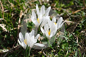 Spring white flowers, crocus close up in bloom.